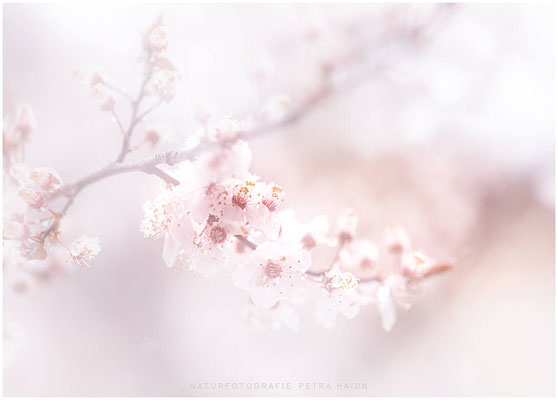 Kirschblüten im Park