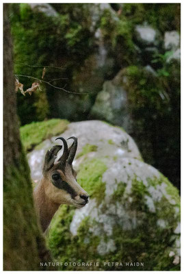 Tiere 66