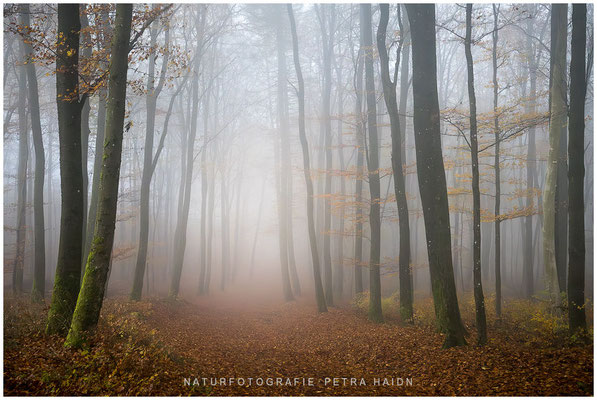Landschaft 83