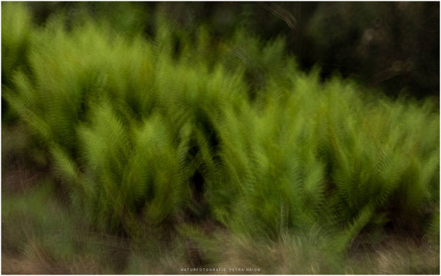 Nature in Motion 07