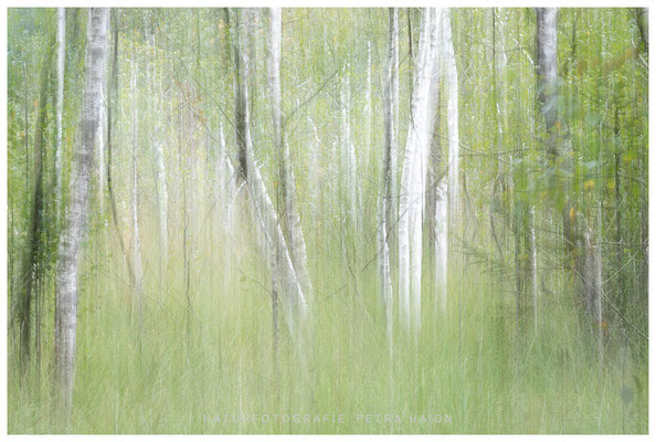 Kreative Natur 28