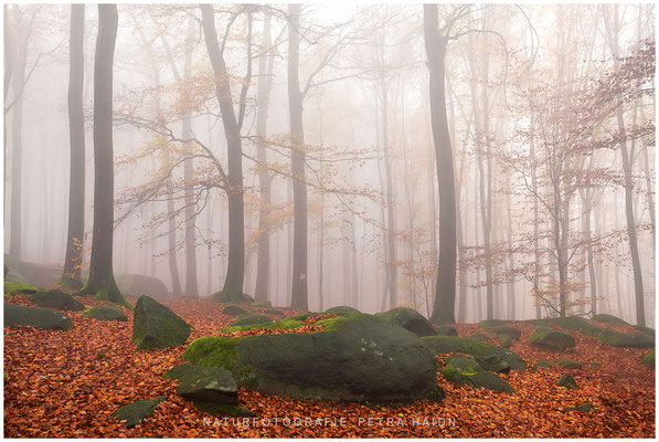 Landschaft 82
