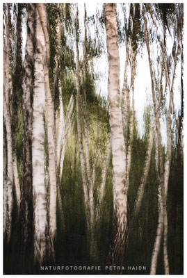 Kreative Natur 20