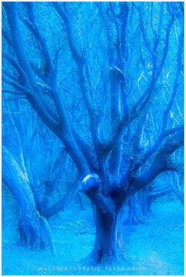 Kreative Natur 48