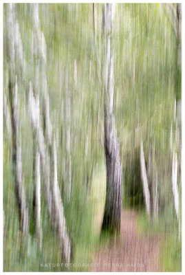 Kreative Natur 27