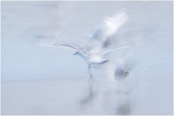 Nature in Motion 10
