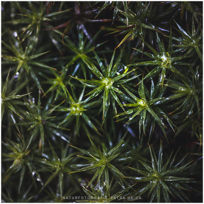 Kreative Natur 43