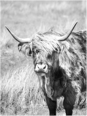 Schottland 01