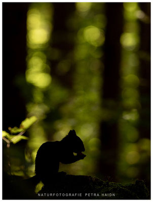 Tiere 57