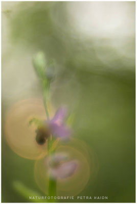 Kreative Natur 67