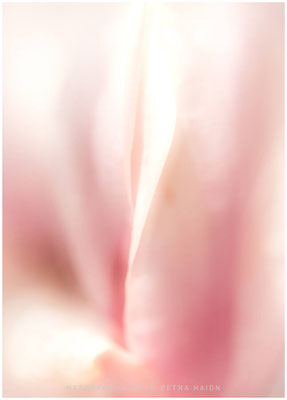 Pflanzen 06
