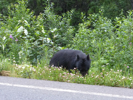 Bär am Strassenrand