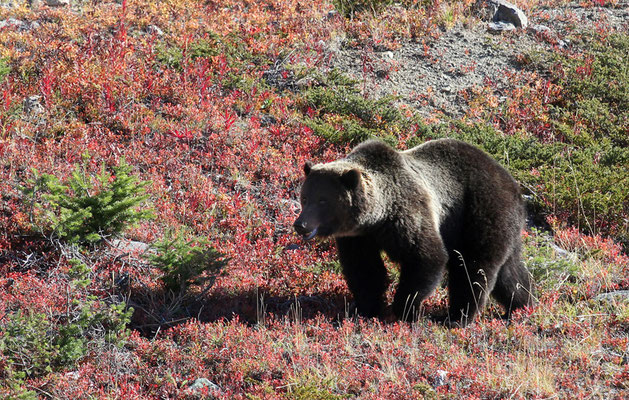 Bär in der Tundra