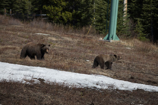 Grizzlybären auf der Skipiste