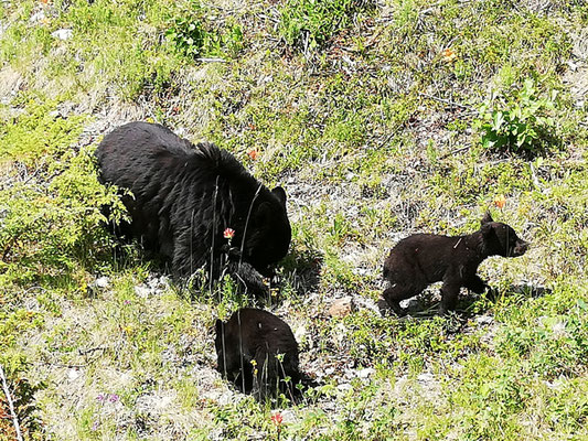 Bärenmutter mit 3 Jungen
