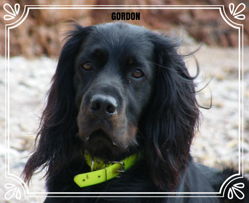 Gordon
