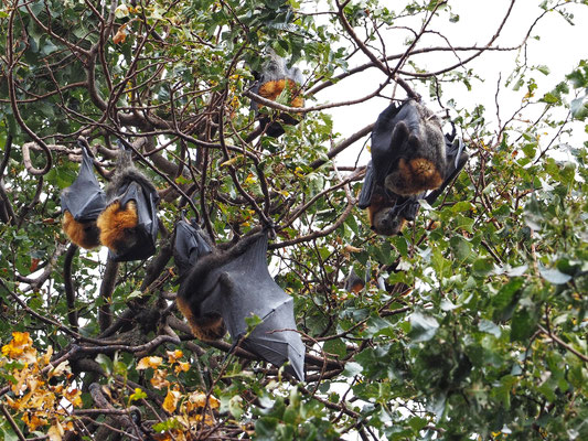 Fruit bats im Park von Bendigo