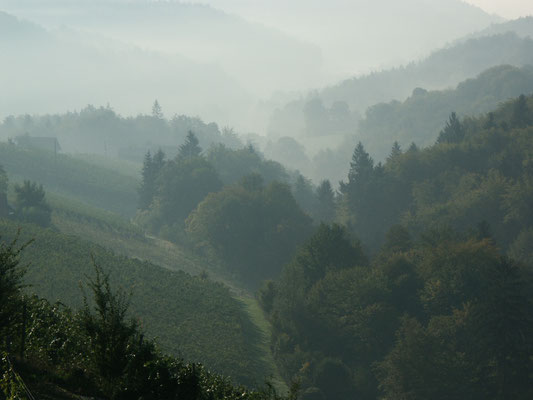 Der Ausblick