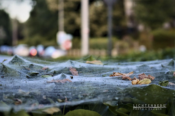 Gewebtes in der Natur