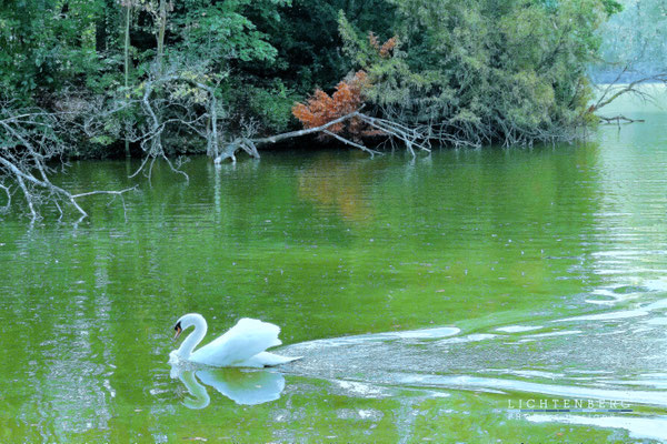 Schwan und wilde Natur | Swan and wild nature
