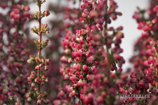Blumenmeer in Rot - Erika Pflanze, Balkon | Sea of flowers in Red - Heather flower