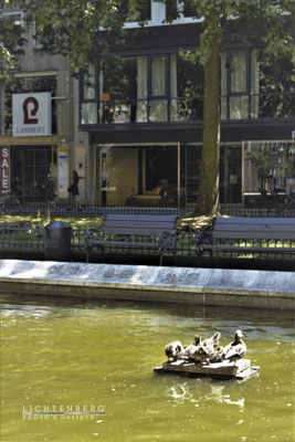 Entenfamilie, Köln