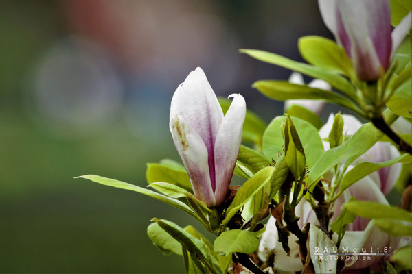 Magnolie 