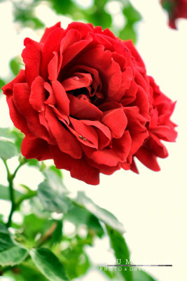 Rosenrot