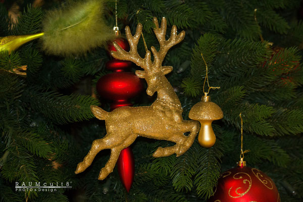 Rentier und Tanne | Caribou & fir-tree