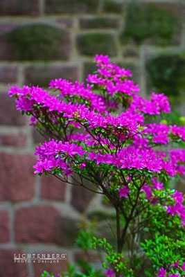 Schöner Strauch in Pink an Mauer