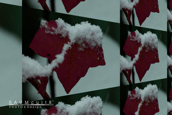 Baum-Blätter im Schnee | Tree sheets in the snow