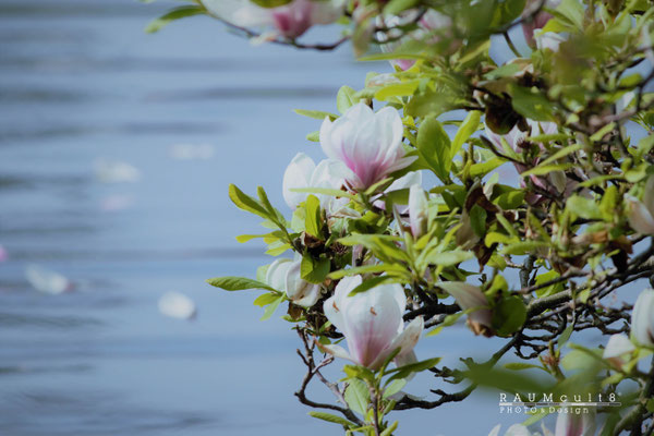 Magnolien und Wasser
