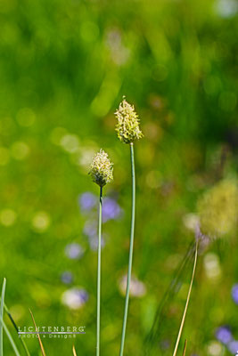 Gras und Gräser