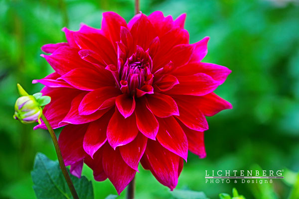 Dahlie in Rot | Dahlia in Red