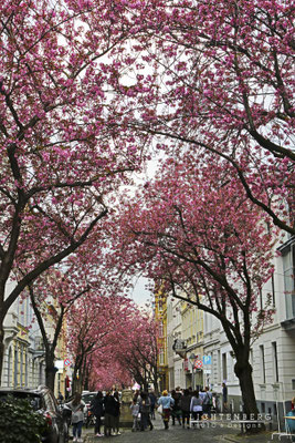 Kirschblüten & Menschen, April 18, Bonn
