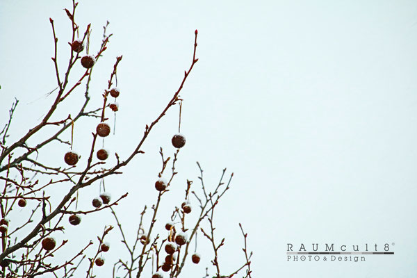 Zarte Zweige | Tender branches