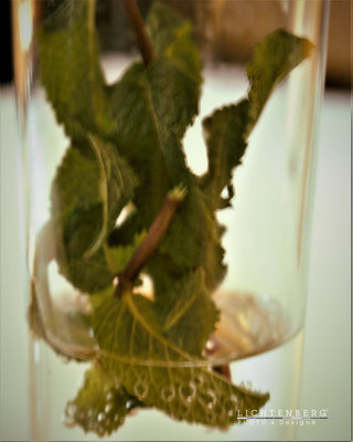 Pfefferminztee | Pepperminttea