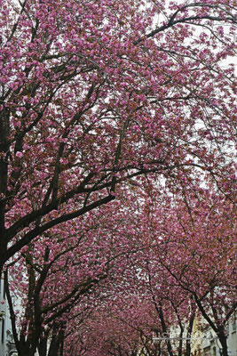 Kirschblüten, April 18, Bonn