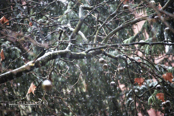 Übergang von Herbst zu Winter | Crossing of autumn by winter - Hof-Garten, Köln