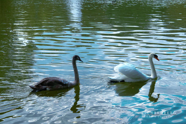 Schwänin mit ihrem Jungtier | Swan with her young animal