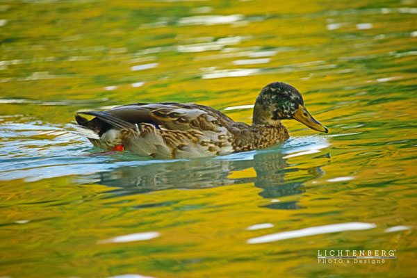 Schöne Ente im Teich | Nice duck in the pond