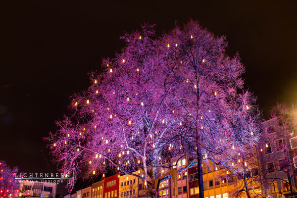 Baum in Farbenpracht | Tree in rich colouring