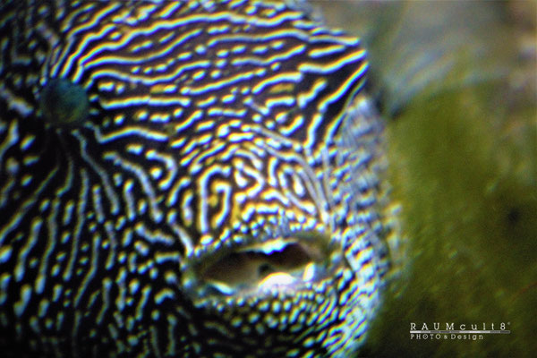 Fisch mit Punkt-Muster: "Du hast drei Wünsche frei!"
