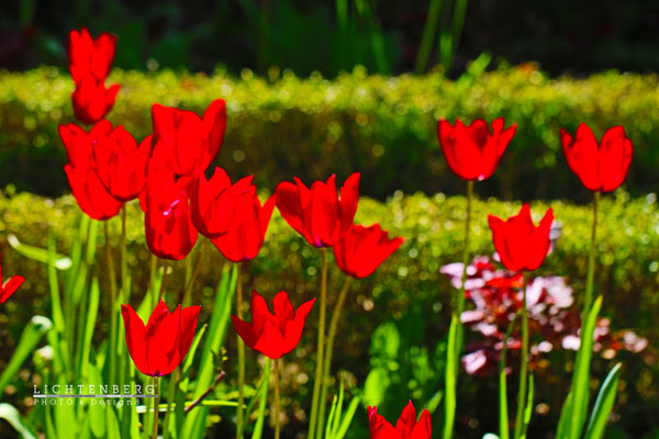 Rote Tulpen im Sonnenlicht