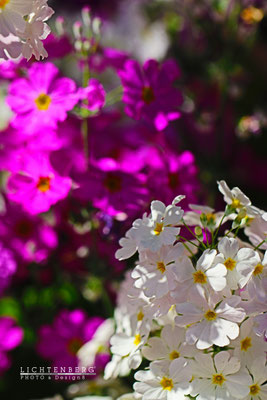 Blumen wie Schneeweißchen und Rosenrot