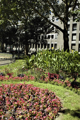 Blumen in der Gartenanlage, Köln