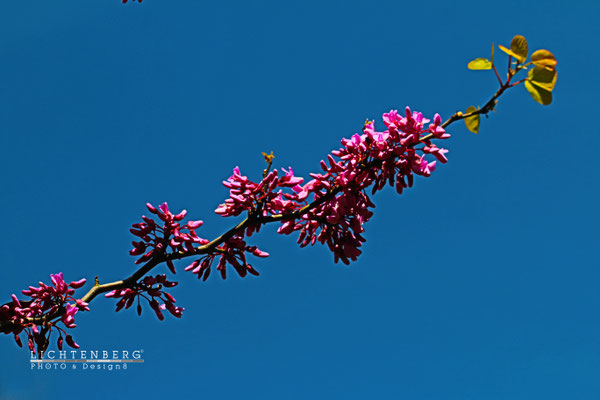Pink in Blau