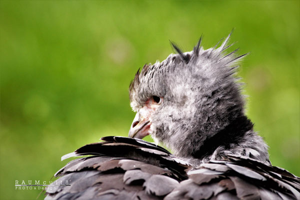 Vogel: "Hab ich eine tolle Föhn-Frisur!"