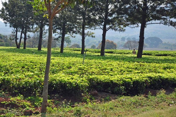 Theeplantages in omgeving van Mulanje