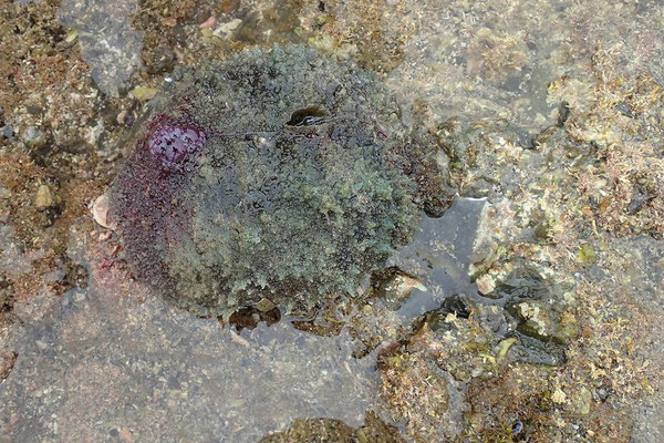 タツナミガイ・貝の仲間だが、貝殻は体内に痕跡的に残っている　周囲に溶け込んで見つけにくい